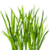 Grass