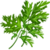 Coriander