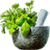 Herbs