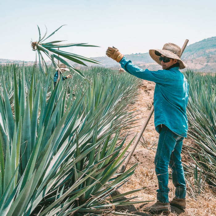 Rooster Rojo Reposado