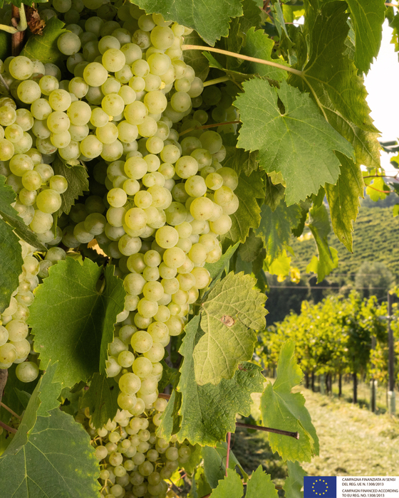 Porta Leone Prosecco Spumante DOC Treviso Millesimato Brut