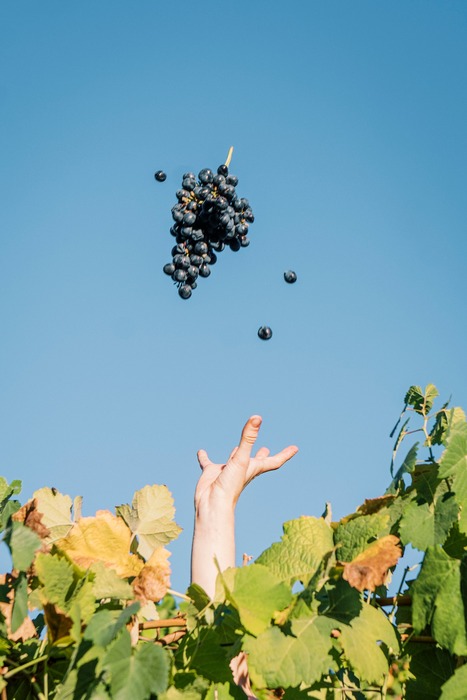 Croft Port Vintage 2000