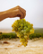 Fino Pando Sherry
