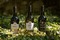 Croft Fine White Port