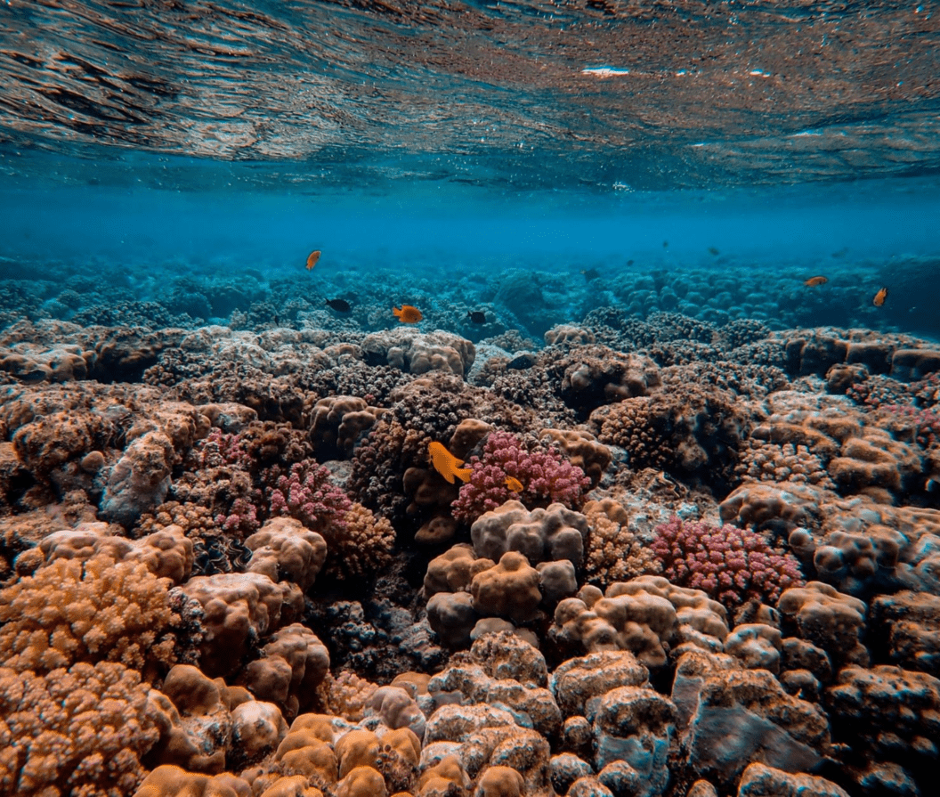 Rum production + reef rescue