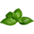 Basil