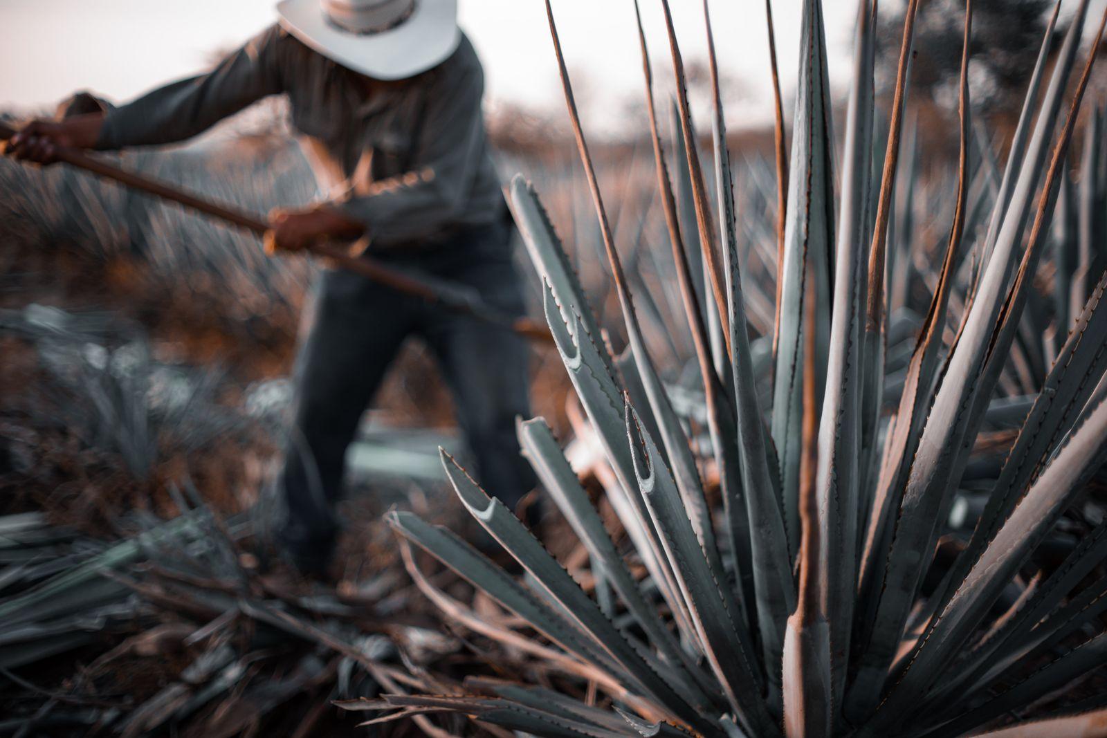 Agave