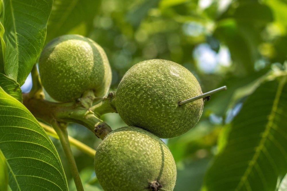 Green unripe walnuts on a tree branch in June, with one walnut pierced with a needle to test ripeness.
