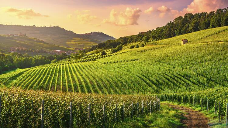 Vinice ve slunné oblasti Apulie, kde se pěstují hrozny Primitivo – kolébka legendárního italského vína.