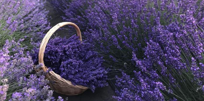 Lavander