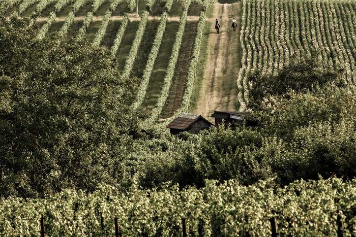 Chateau Rúbaň Blaufränkisch 2022